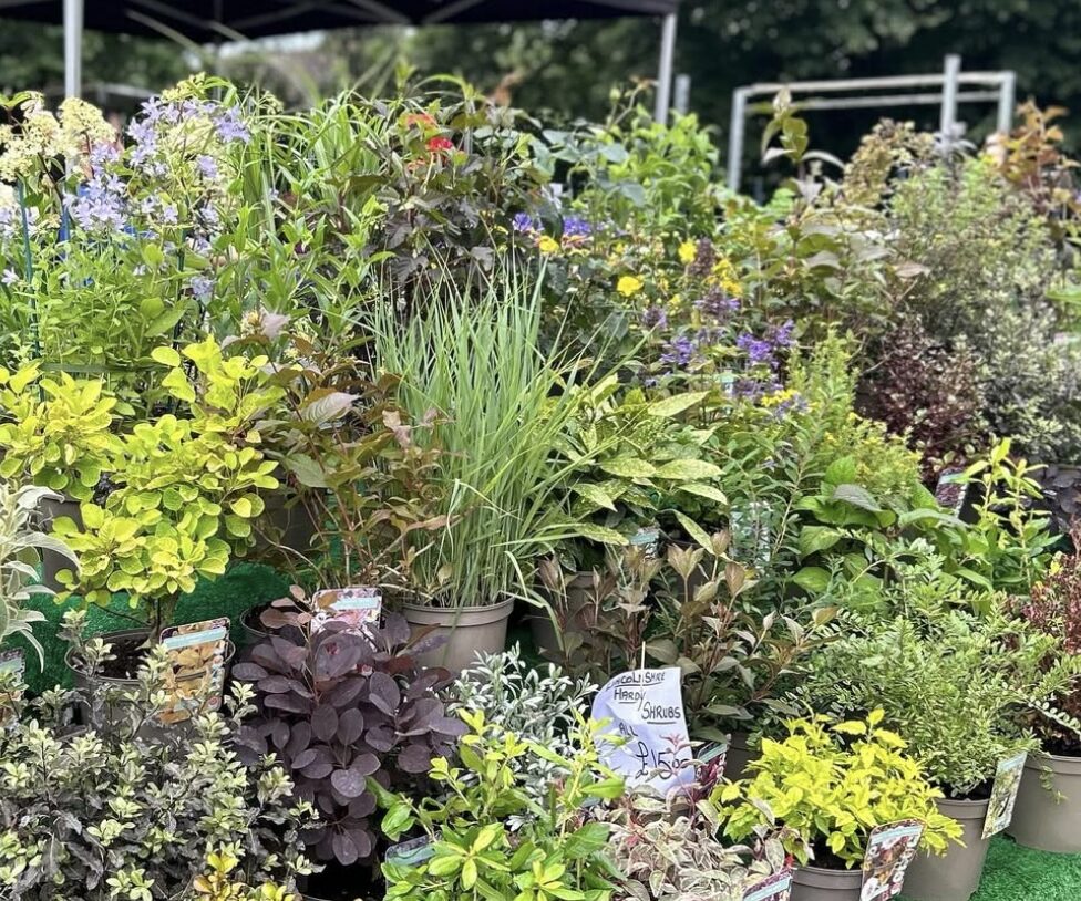 Explore the Plant & Pot Market at Filmworks Ealing in celebration of the Chelsea Flower Show